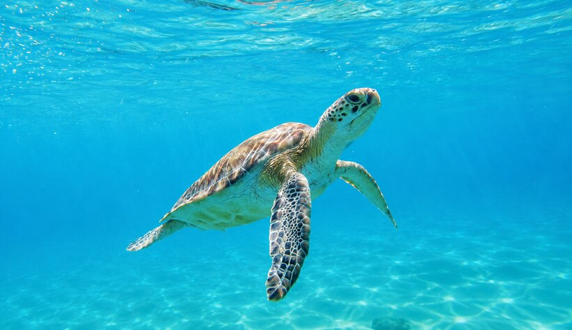 A green turtle met while snorkelling, in clear water