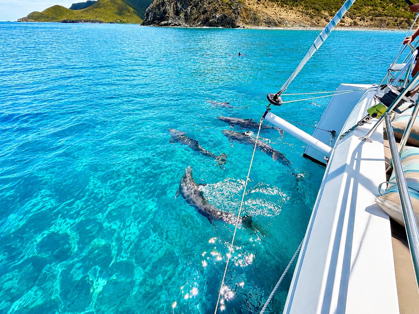Dolphins riding Zephyr's bow wave, out at sea