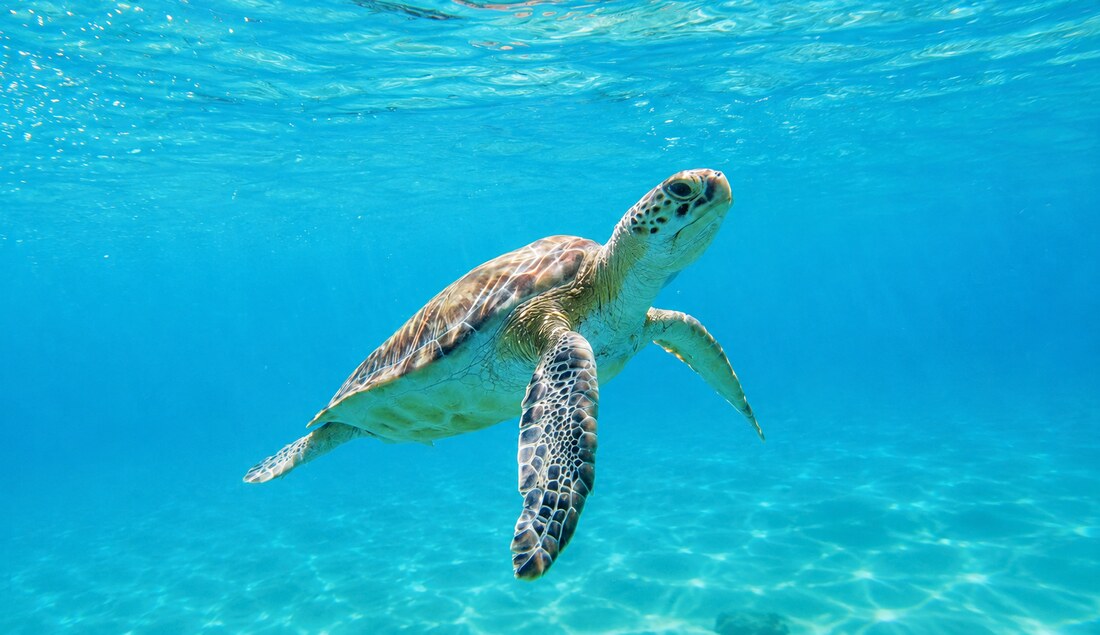 Tortue marine observée en snorkeling lors d’une croisière avec le catamaran Zéphyr