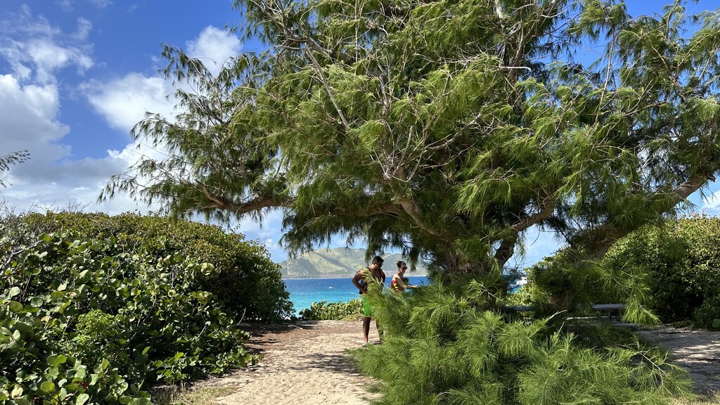 The path and vegetation of the Tintamarre nature reserve